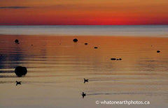 three birds swimming, Ontario