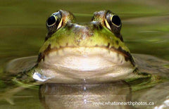 Green Frog (Rana clamitans), Ontario