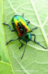Dogbane Beetle (Chrysochus auratus), Ontario