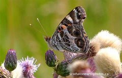 American Lady on Canada Thistle