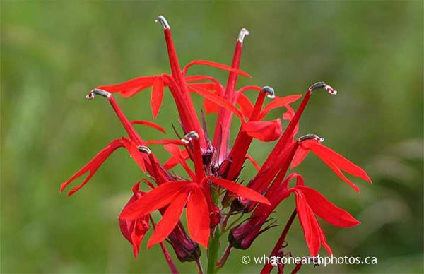 Cardinal Flower, Dorcas Bay, Ontario