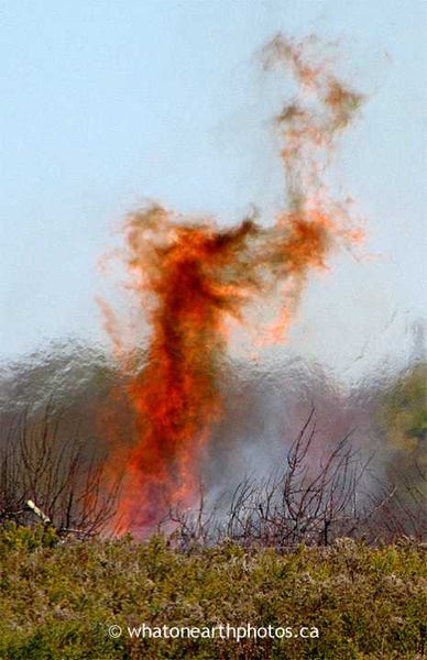 fire dragon, Middlesex County, Ontario