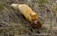 fox look up, with groundhog, New Brunswick