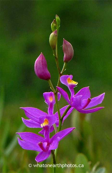 Grass-pink Orchid, London, Ontario