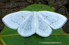 Northern Eudeilinia Moth, Ontario