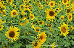 sunflower patch, Ontario