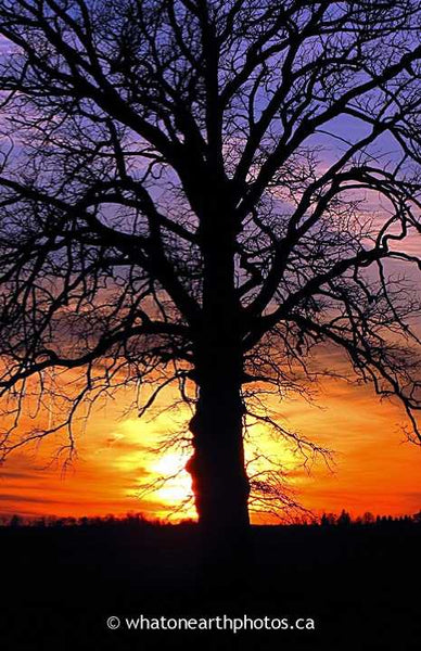 Bur Oak at sunset, Middlesex County, Ontario