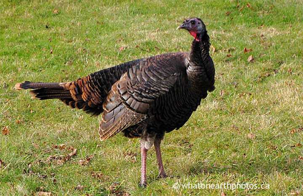 Wild Turkey, Middlesex County, Ontario