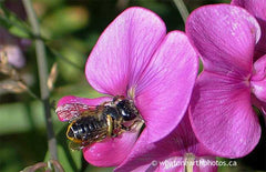 Unarmed Leafcutting Bee, Warner Bay, Ontario