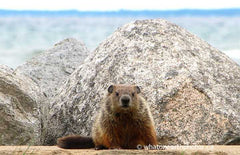 Groundhog beside Georgian Bay, Ontario