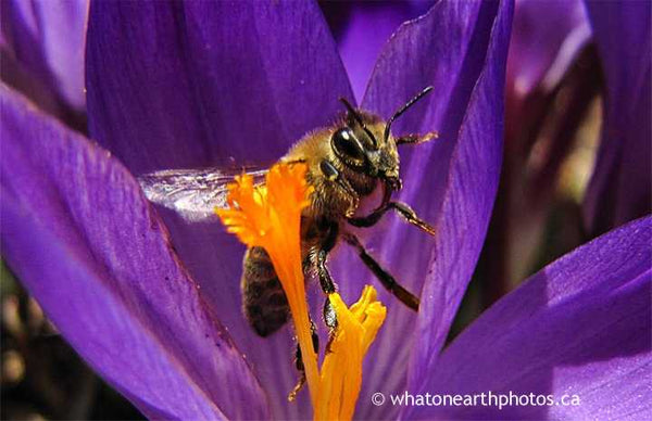 Honey Bee on Spring Crocus, Ailsa Craig, Ontario