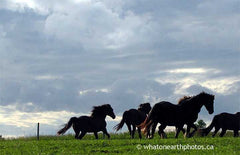 horses running, Middlesex County, Ontario