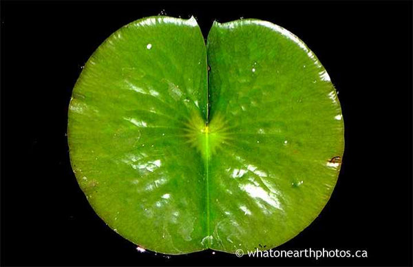 leaf of Fragrant Waterlily, Ontario