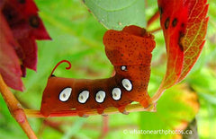 Pandora Sphinx Moth caterpillar, London, Ontario