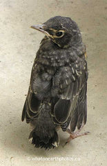 fledgling American Robin, Ailsa Craig, Ontario