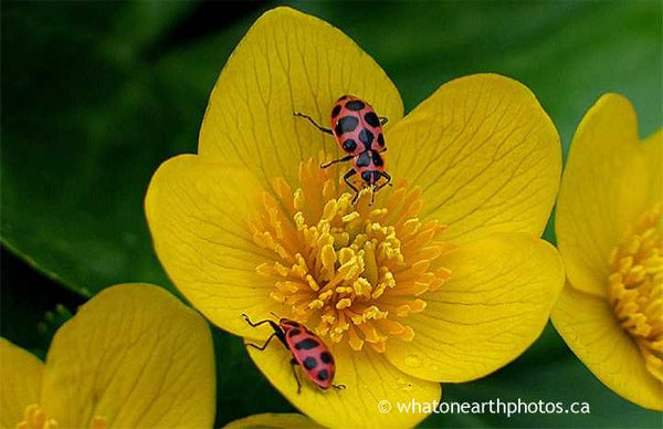 Spotted Lady Beetles on Marsh Marigold, Ontario
