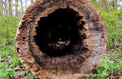 two holes in a log, Coldstream Conservation Area, Ontario
