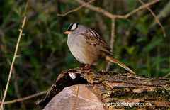 White-crowned Sparrow, Point Pelee, Ontario