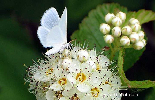 White Spring Moth on Common Ninebark, Ontario