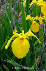 Wild Yellow Iris, London, Ontario