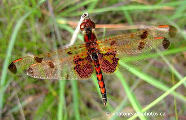 male Calico Pennant, Port Franks, Ontario