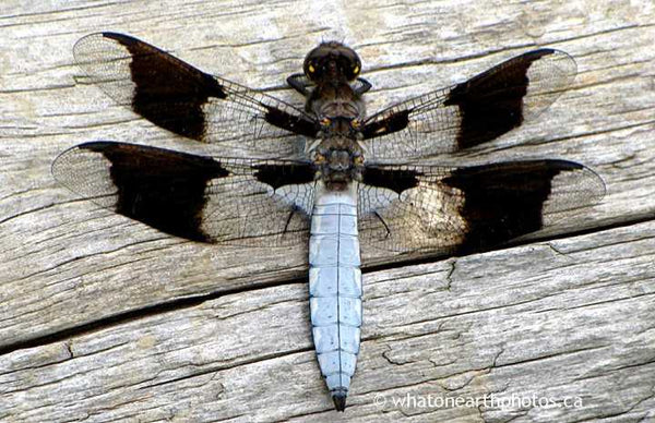 mature male Common Whitetail, Ontario