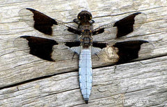 mature male Common Whitetail, Ontario