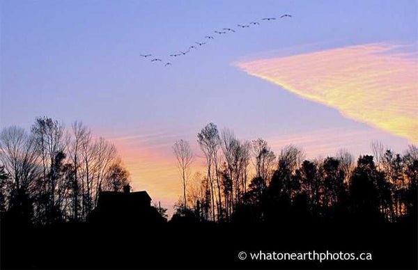 fall sunrise geese, Benmiller, Ontario