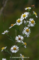 Hairy Aster, Middlesex County, Ontario