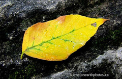 leaf on rock, Rock Glen, Ontario
