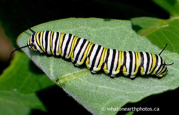 Monarch caterpillar, Rosseau, Ontario