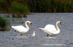 Mute Swans, Komoka, Ontario