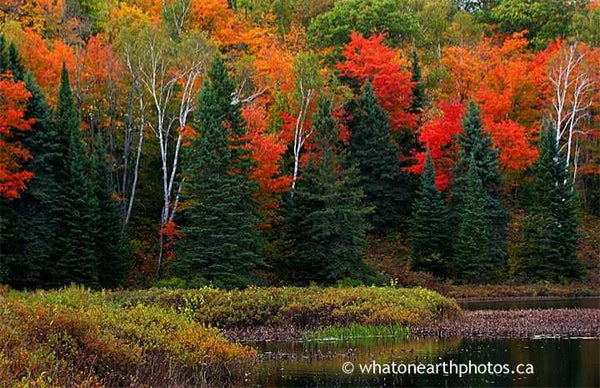 fall colour: maple, fir, birch, Parry Sound, Ontario