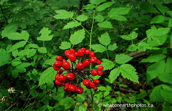 Red Baneberry, Middlesex County, Ontario