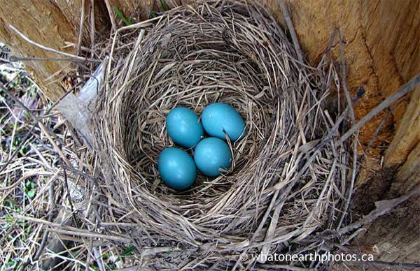 springtime blues, eggs of American Robin, Ontario