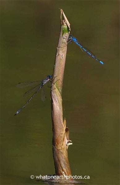 Spotted Spreadwing and Familiar Bluet, Ontario