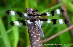 male Twelve-spotted Skimmer, Ontario