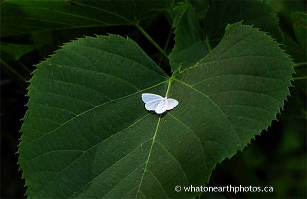 White Spring Moth on Basswood, Ontario