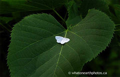 White Spring Moth on Basswood, Ontario
