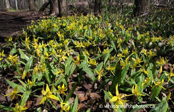 Yellow Trout Lily, London, Ontario