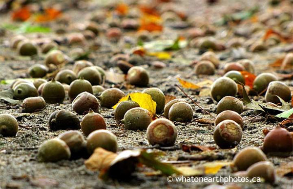 acorns in a mast year, Killbear Provincial Park, Ontario