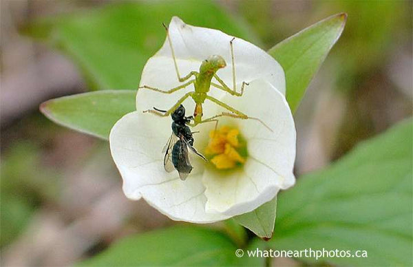 assassin bug nabs carpenter bee inside trillium, Ontario