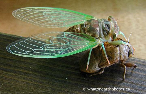 cicada freshly emerged from nymphal skin, Ontario
