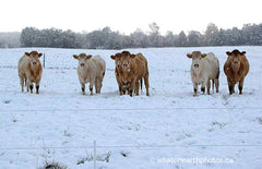 cows surprised by mid-October snow, Ontario