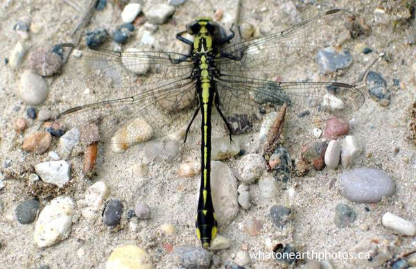 Midland Clubtail dragonfly, Port Franks, Ontario