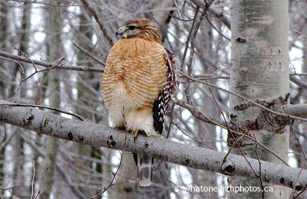 Red-shouldered Hawk, Kettle Point, Ontario