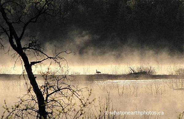 spring morning mist, Bruce County, Ontario