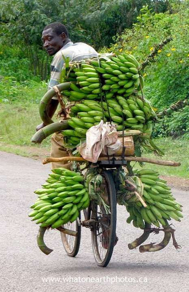 banana man near Tororo, Uganda