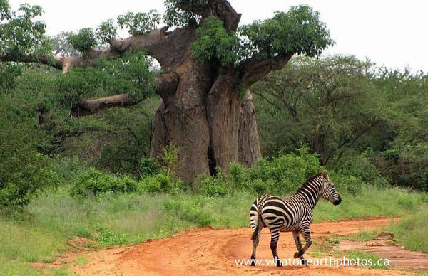baobab tree, Tsavo West National Park, Kenya