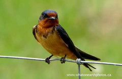 Barn Swallow, Ontario